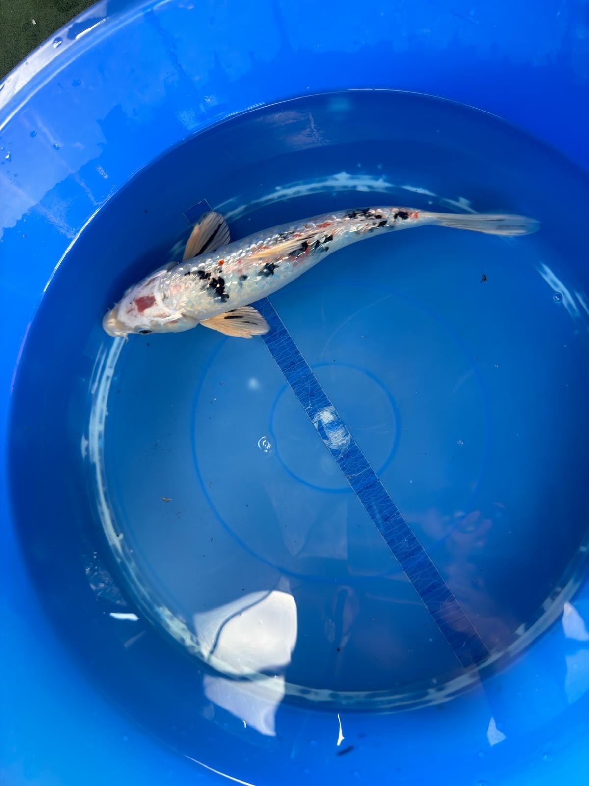 Ginrin Sanke Koi 12"
