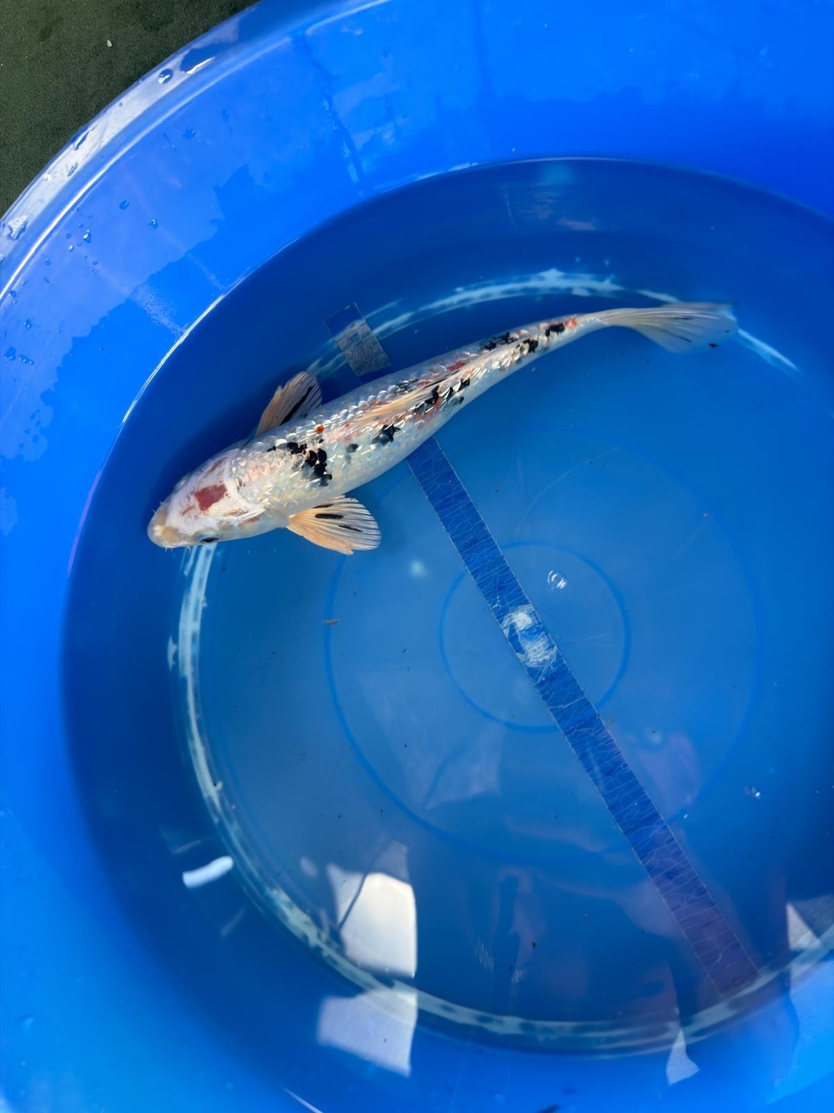 Ginrin Sanke Koi 12"