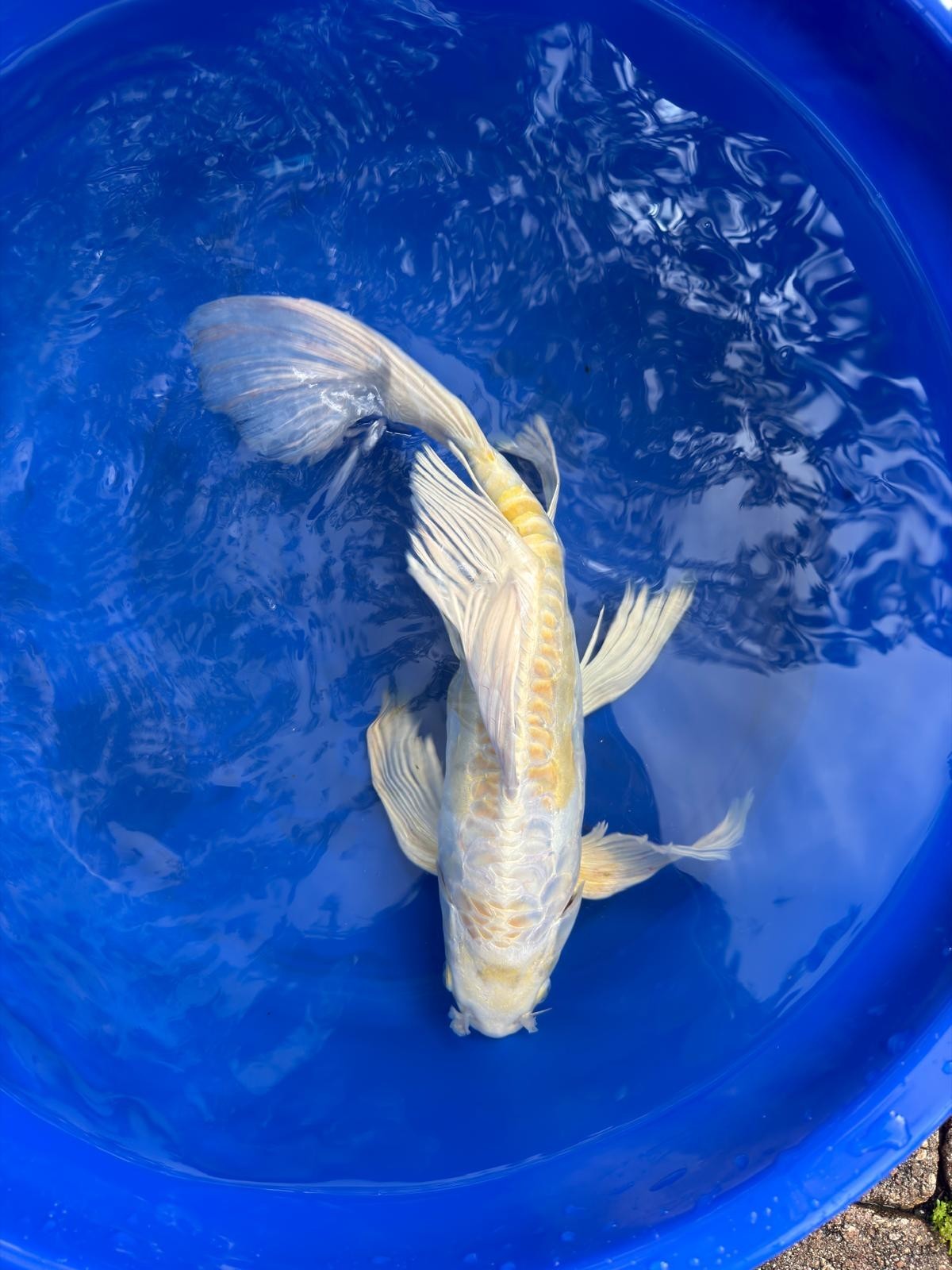 Doitsu Hariwake Butterfly Koi 15"