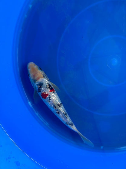7" Ginrin Sanke  Koi