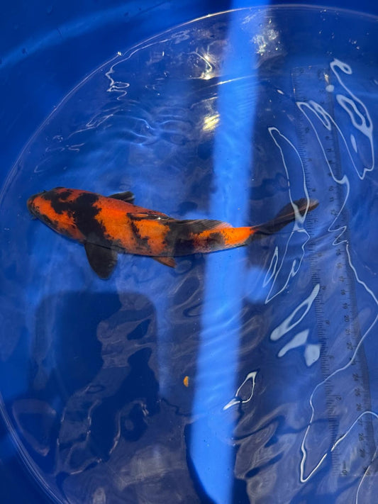 8.5 " Hi Utsuri Japanese Imported (Hand Picked) T2