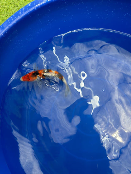 6"  Ginrin Showa Japanese Import Koi (Hand Picked) T2
