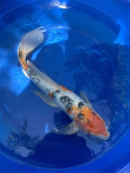 Showa Butterfly Koi 18  Inch