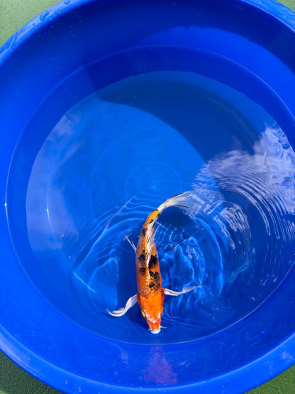 Yamato Nishiki Butterfly Koi 8"