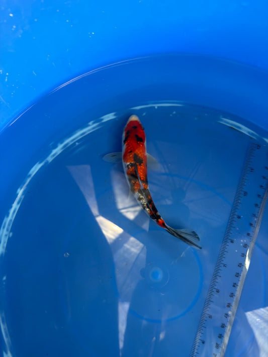 6"  Ginrin Showa Japanese Import Koi (Hand Picked)