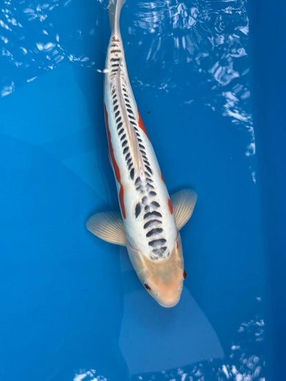18" Shusui Japanese Imported