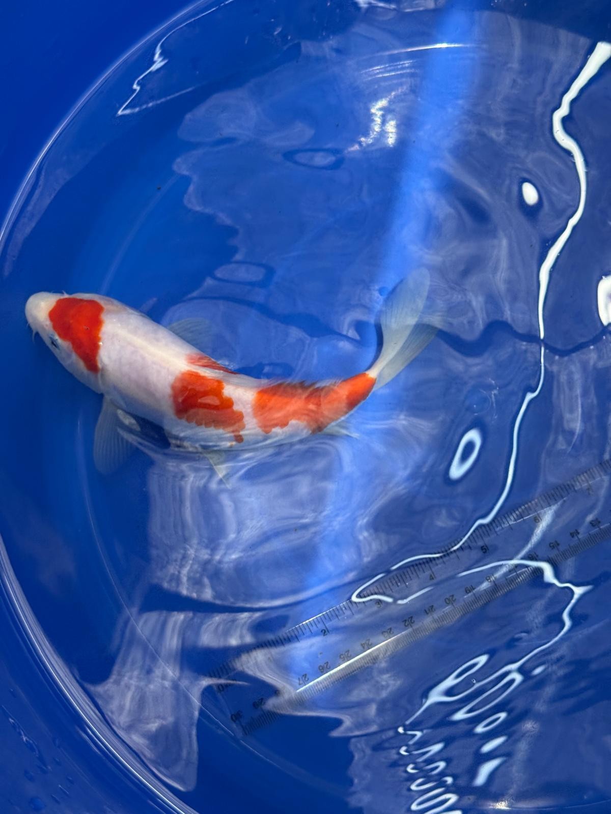 8" Kohaku Japanese Imported HQ(High Quality) T2