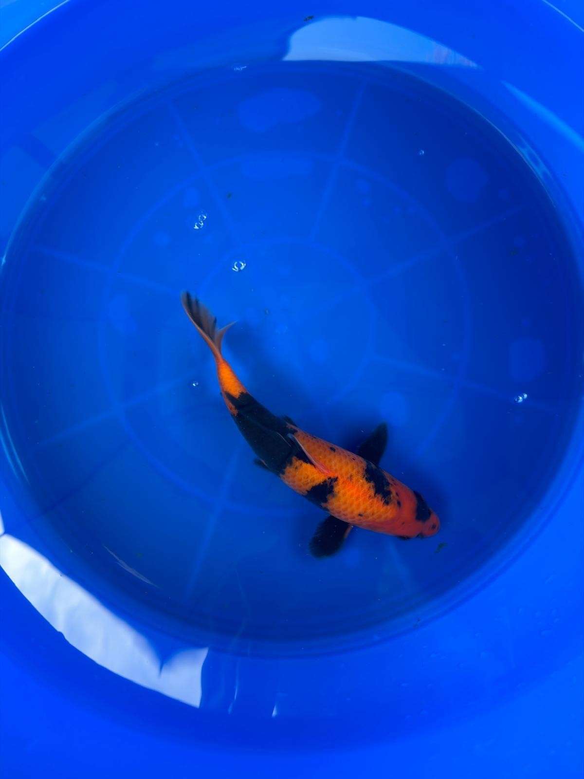 9" Hi Utsuri Japanese Imported T2