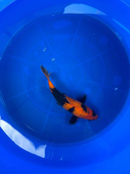 9" Hi Utsuri Japanese Imported T2