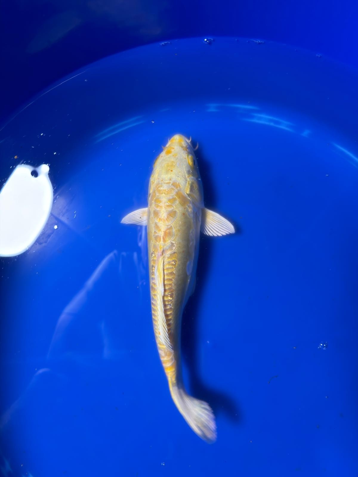 Yamabuki Hariwake Koi 10"