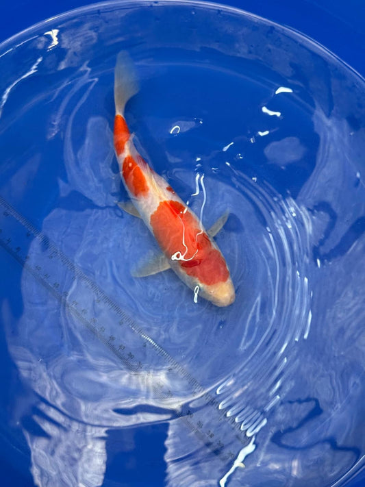 8.5 " Kohaku Japanese Imported HQ(High Quality) T2