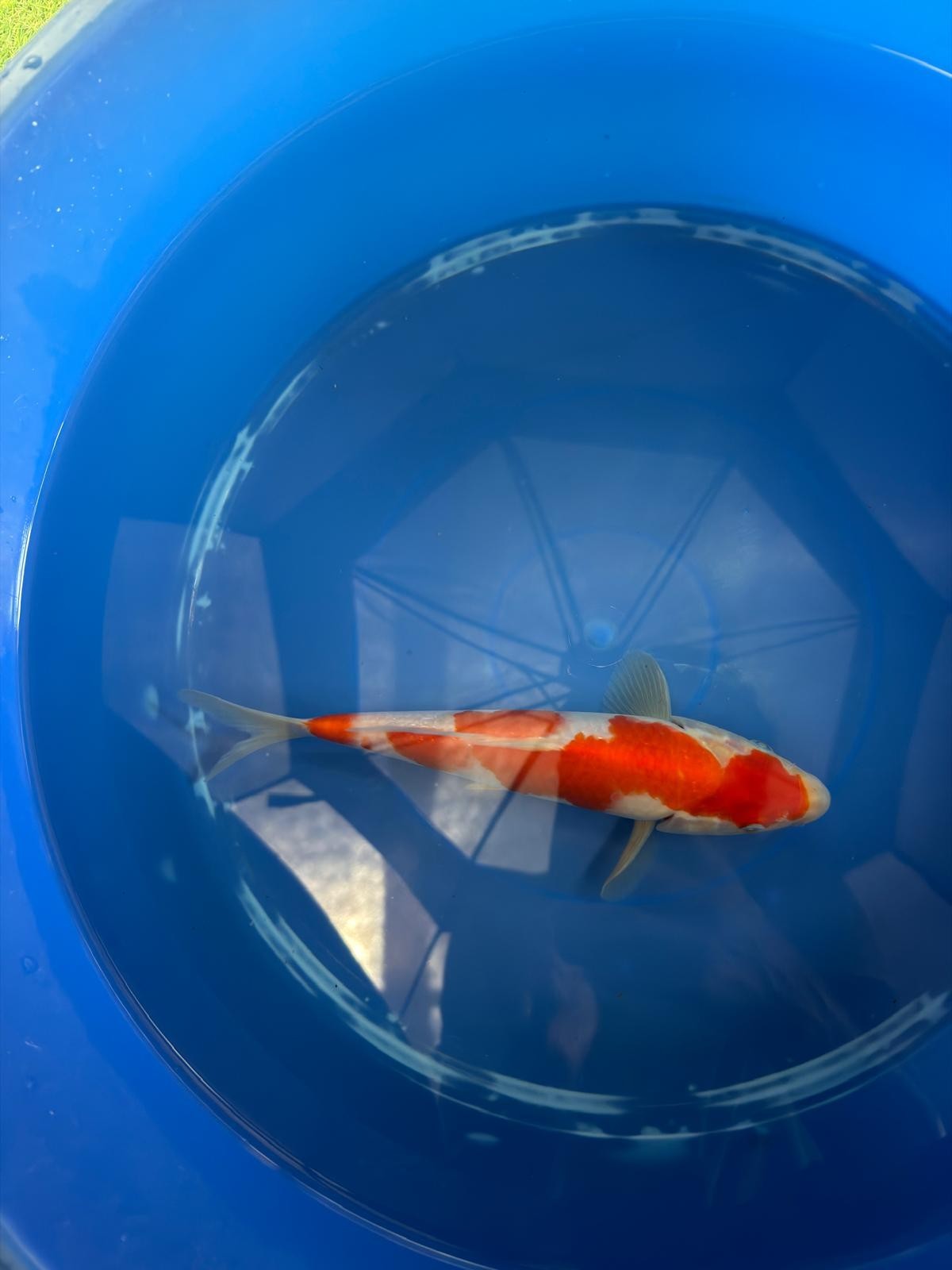 8" Kohaku Japanese Imported (HAND PICKED) T2