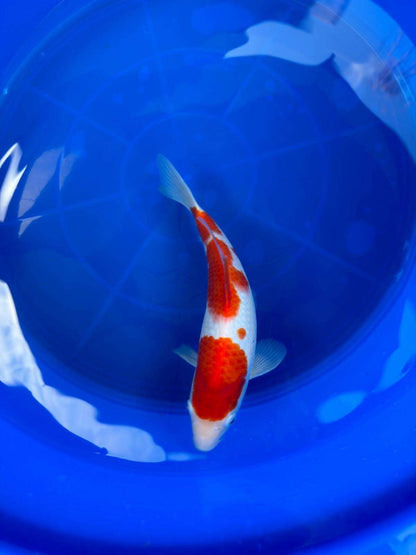 10" Kohaku Japanese Imported T2