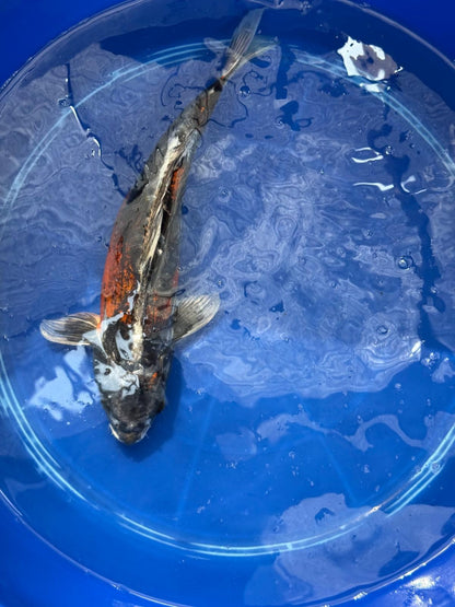 15"  Beni Kikokuryu Japanese Import Koi
