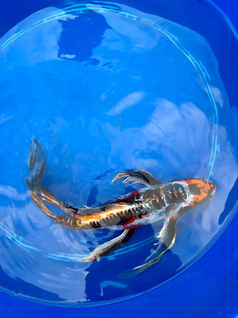 Doiotsu Ogon Matsuba Butterfly Koi 14 Inch