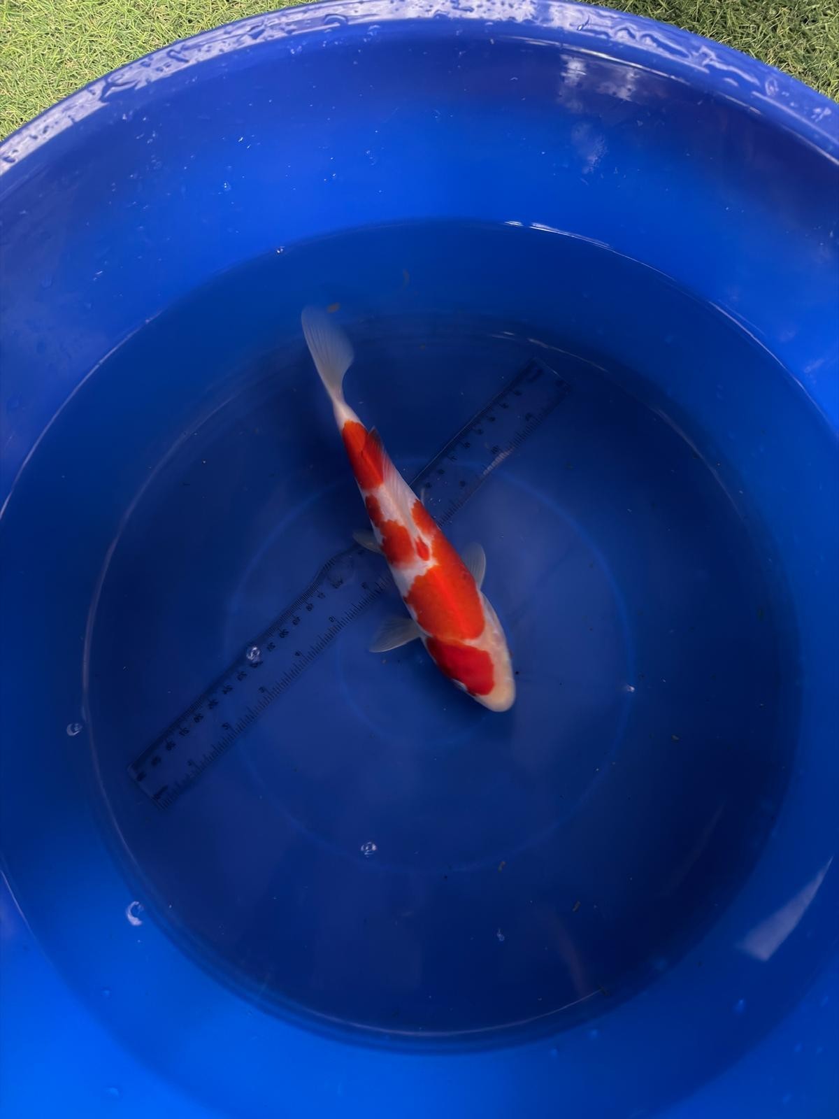 9"  Kohaku Japanese Import Koi (Hand Picked) T3