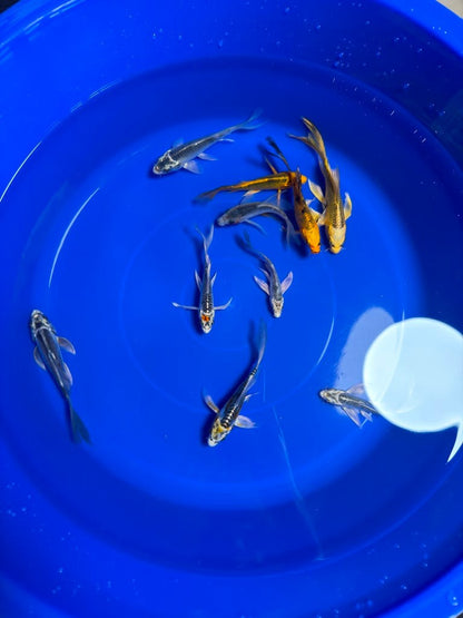 5 Pack of  Butterfly Koi 4 to 6 inch