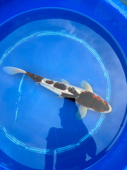 16 Inch Budo goromo Japanese Import Koi