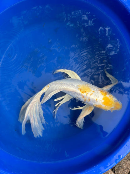 Doitsu Lemon Hariwake Butterfly Koi 17"