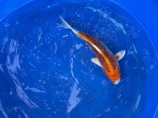 Japanese Kujaku 9" inch Koi T5
