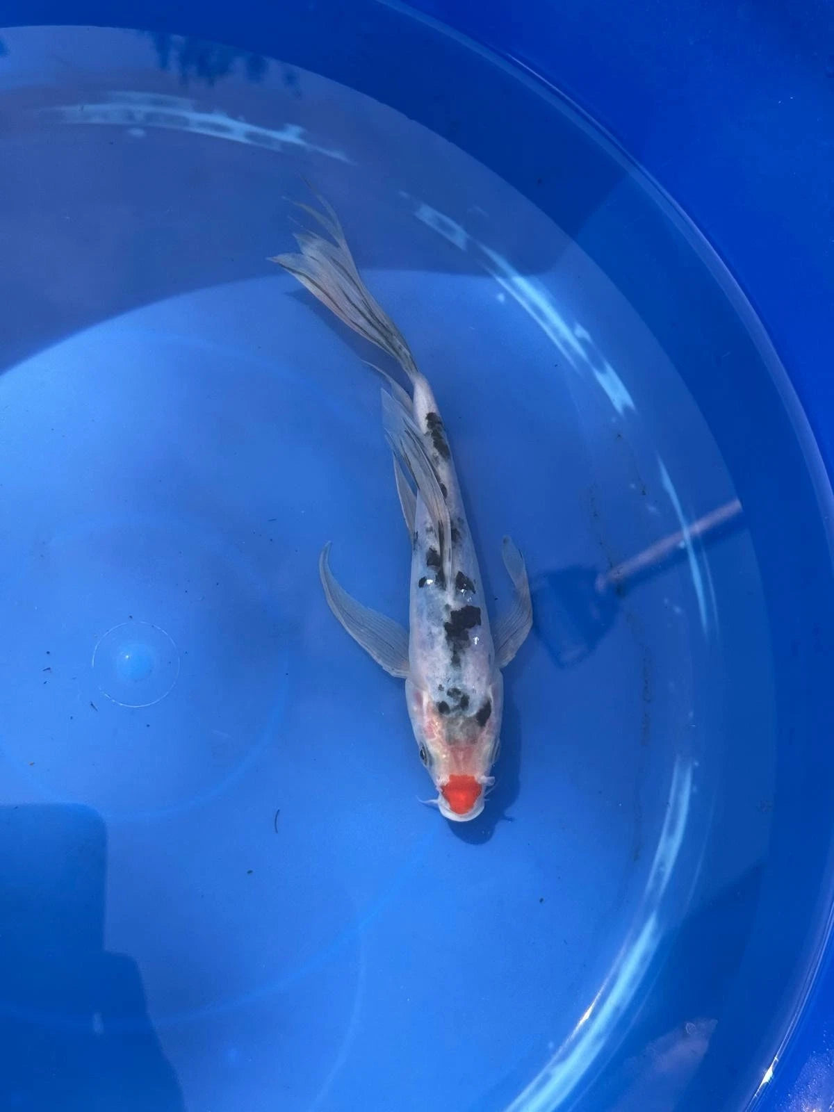 Sanke Butterfly Koi 8.5 Inch Red button Nose