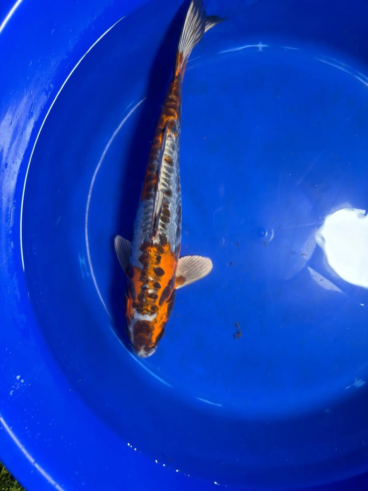 15" Inch Kin Kikokuryu Japanese Import Koi