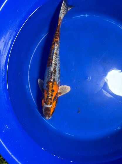 15" Inch Kin Kikokuryu Japanese Import Koi