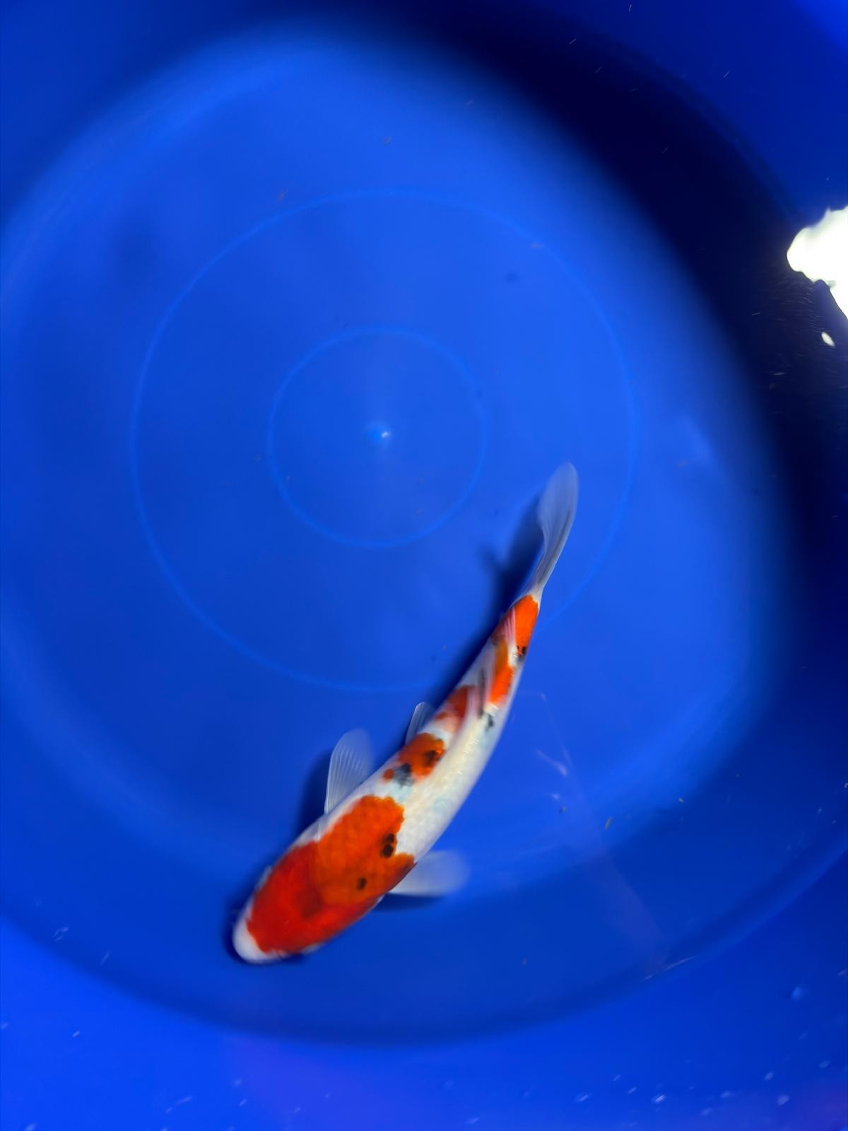 8" Sanke Japanese Imported HQ(High Quality)