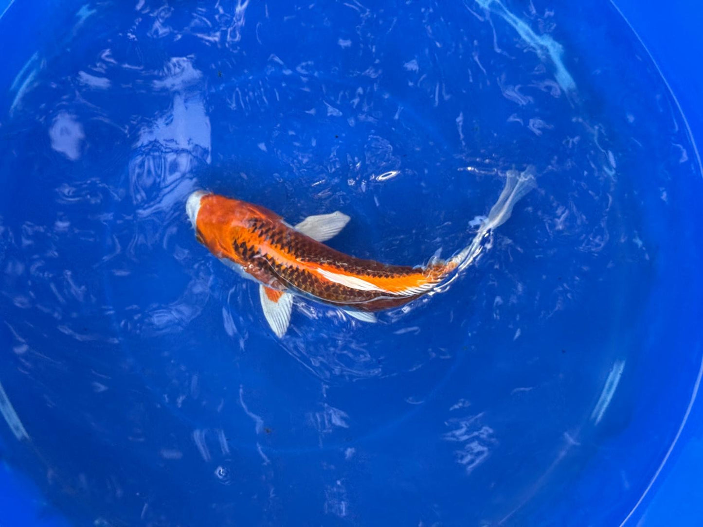 Japanese Kujaku 9" inch Koi T5