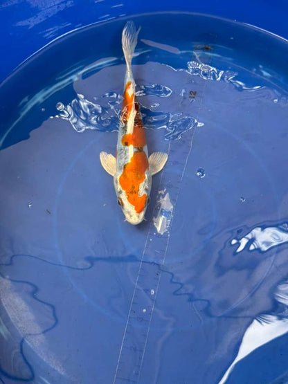 8 " Inch Doitsu Yamato Nishiki Koi