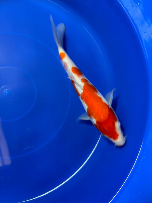 9" Kohaku Japanese Imported (Hand Picked)
