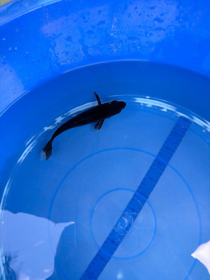 6" Karasu Goi Japanese Import Koi (Hand Picked)