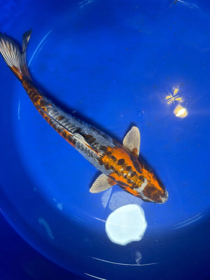 15" Inch Kin Kikokuryu Japanese Import Koi