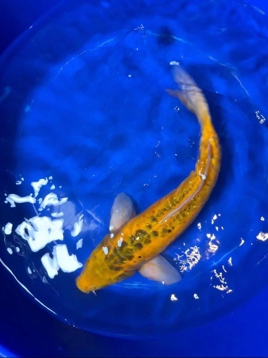 17"  Doitsu Midorigoi Japanese Import Koi