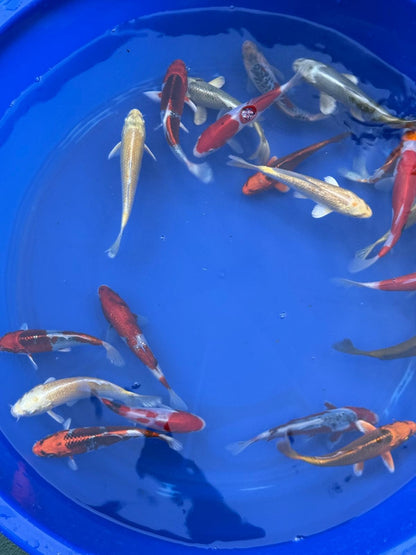 2 Pack of Japanese Imported Tosai Koi 6 to 7 inch