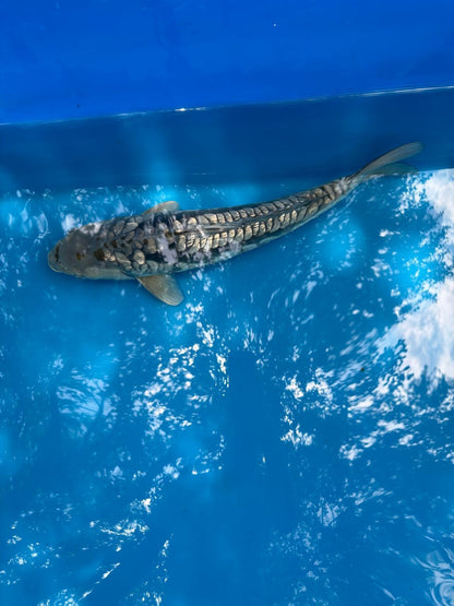 19" Ginrin Doitsu Aragoke Ochiba Japanese Imported Koi
