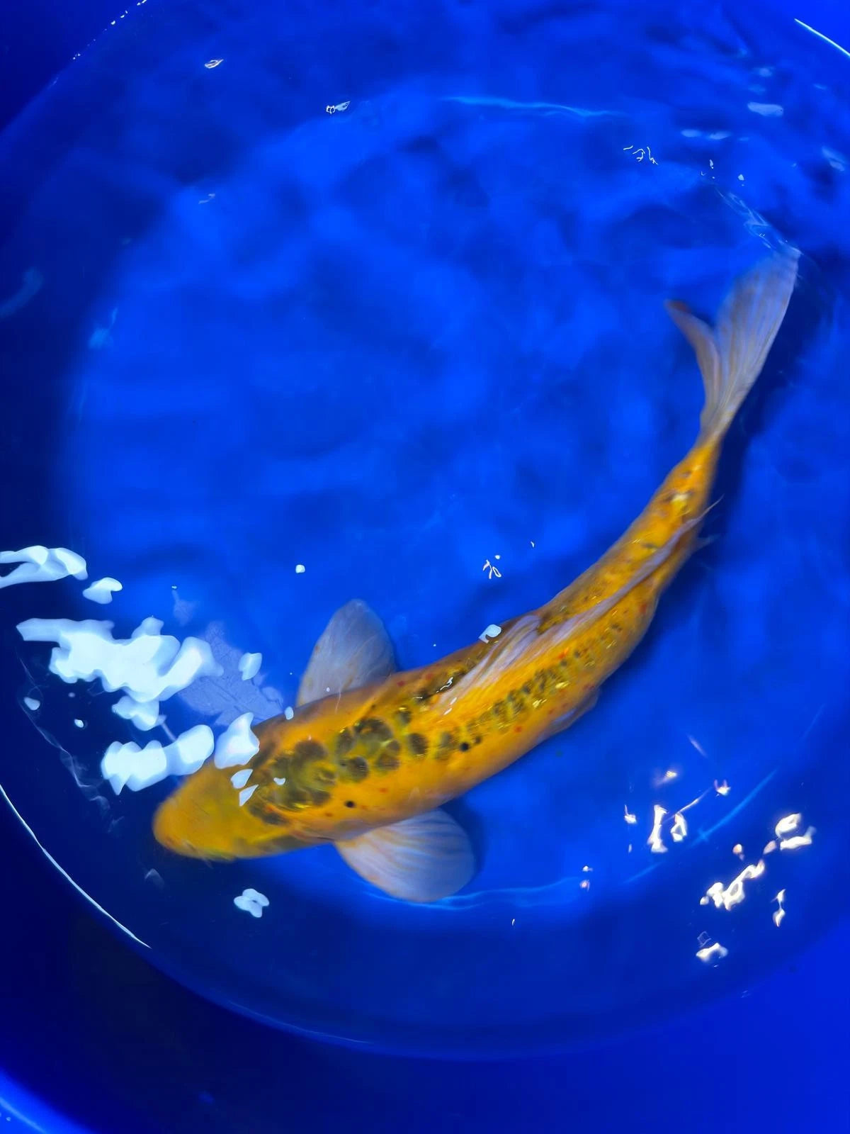 17"  Doitsu Midorigoi Japanese Import Koi
