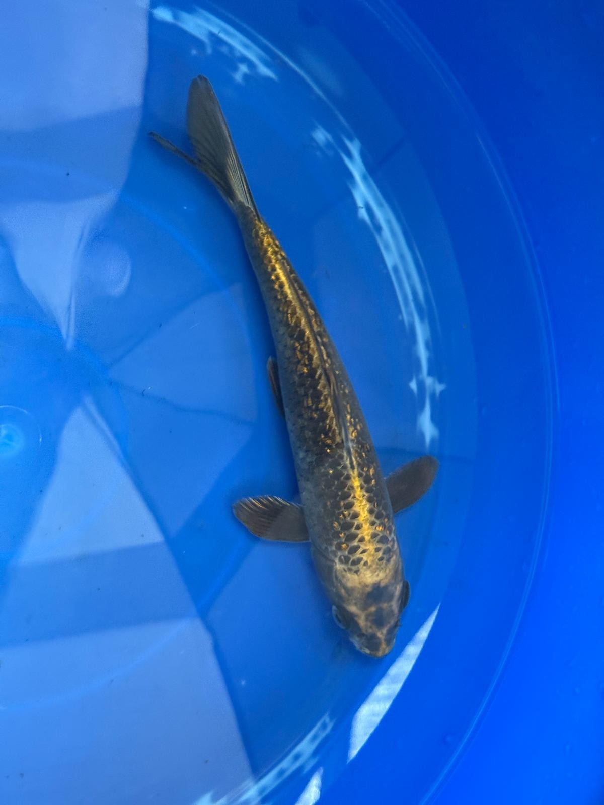 "Bronze" GinRin Matsuba 9"  Koi D