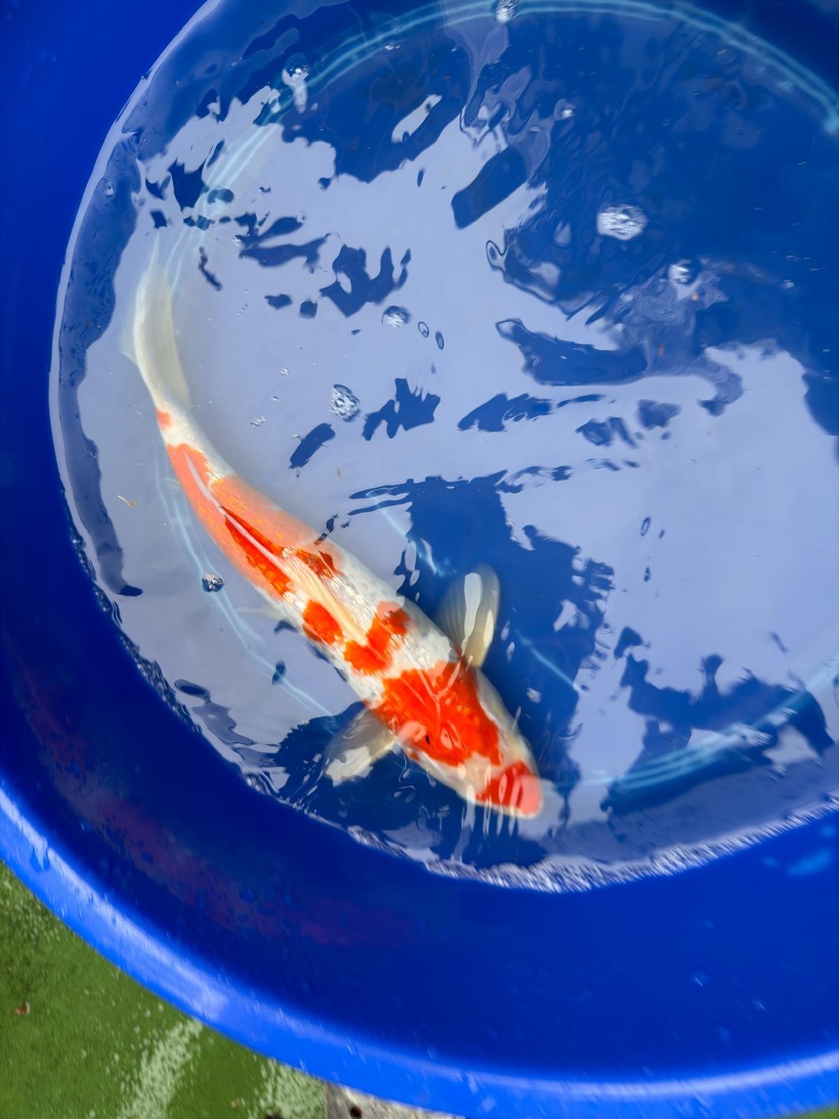 14" Inch "Gin Rin" Kohaku Koi