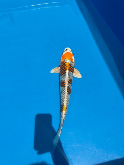 20" Kujaku-Japanese Imported-Female-Breeder Certifcate