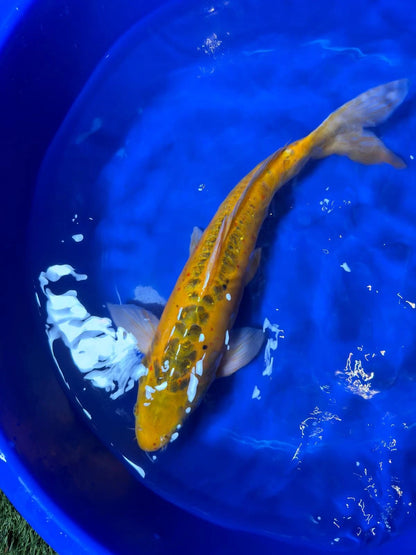 17"  Doitsu Midorigoi Japanese Import Koi