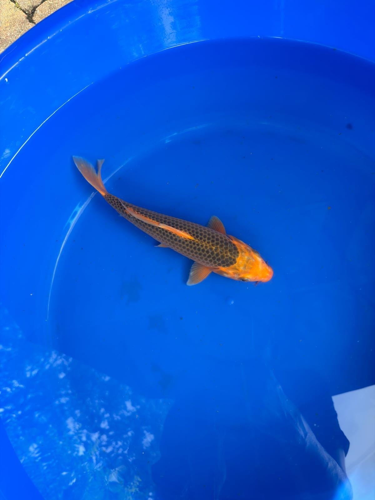 10" Aka Matsuba Japanese Imported