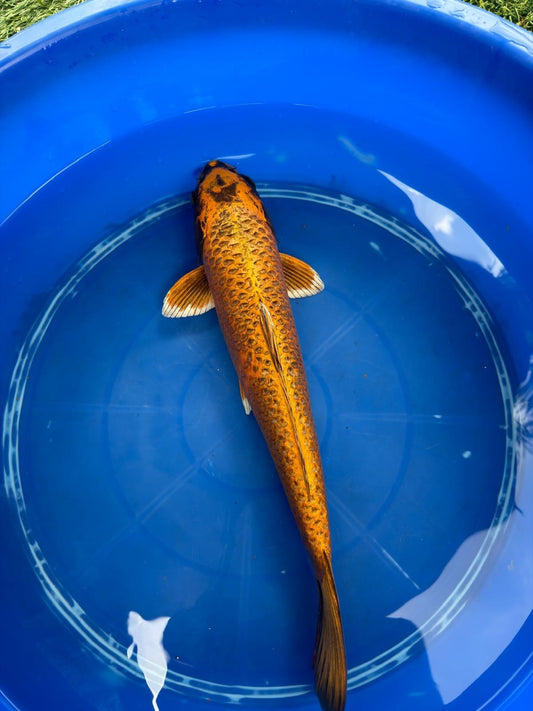 Kin Matsuba Koi 19"