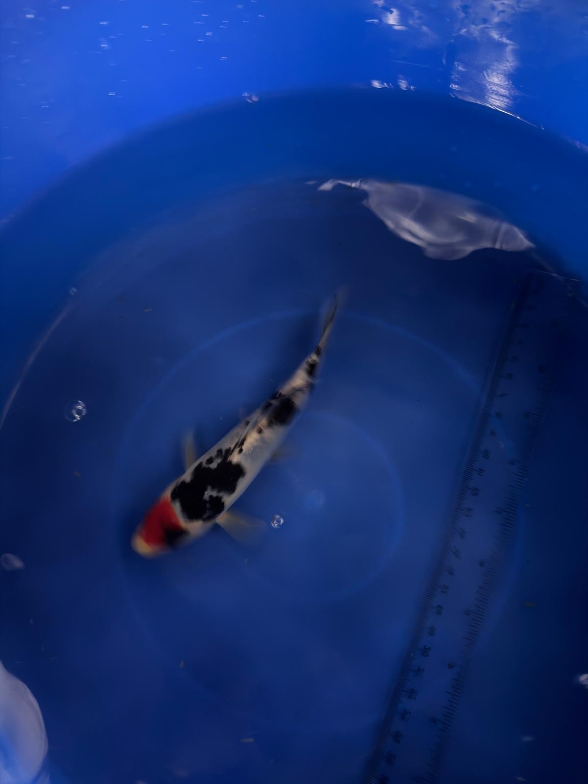 6"  Tancho Sanke Import Koi (Hand Picked) T3