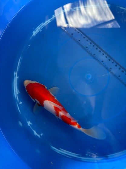 8" Kohaku Japanese Imported (HAND PICKED)