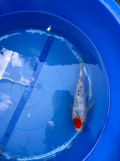 6"  Tancho Sanke Japanese Import Koi