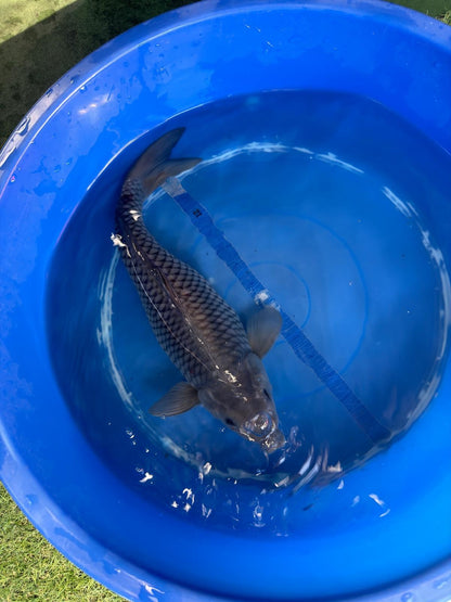 Ochiba Koi 13"