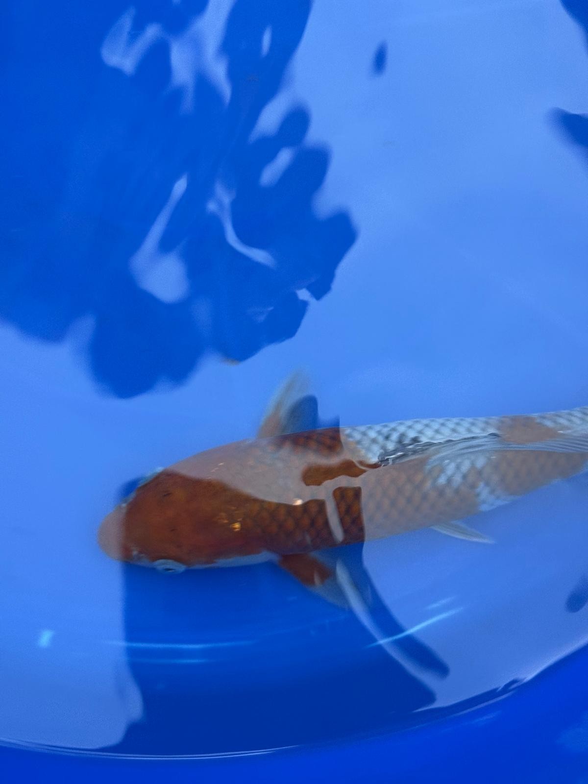 Japanese Ochiba Shigure Koi 11 inch