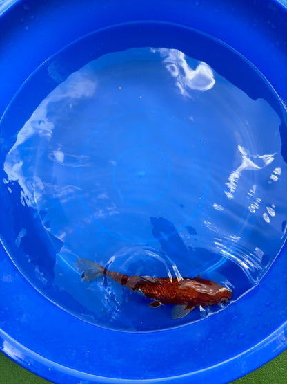 Ginrin Ochiba Koi 8"