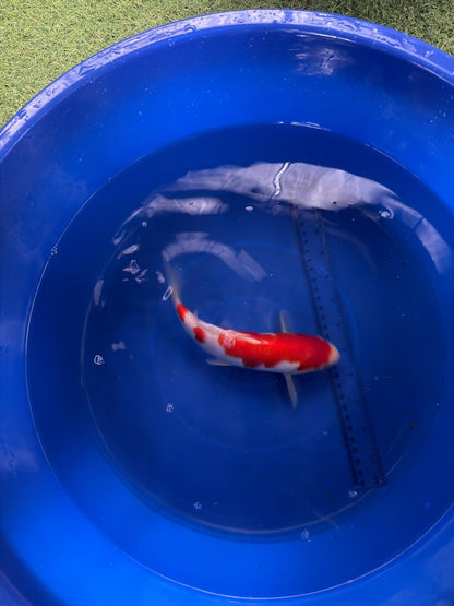 9"  Kohaku Japanese Import Koi (Hand Picked) T3